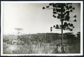 Vista Parcial de bosque de araucárias e dois rapazes, Nonoai - RS. Autor: SCHLEMBERGER.