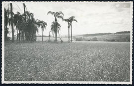 Lavoura de Trigo