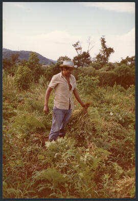 Colheita de Feijão na terra indígena de Votouro-RS. Autor: SIMONIAN, Lígia Terezinha Lopes.