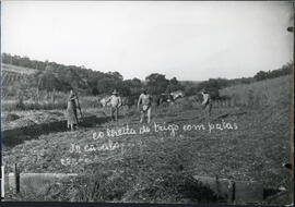 Colheita do trigo, Eduardo Jaunsem (autor)