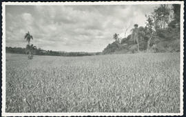 Lavoura de Trigo