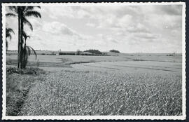 Lavoura de Trigo