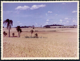 Lavoura de Trigo