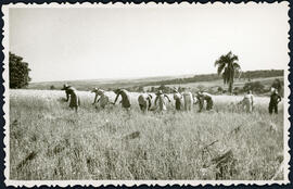 Colheita do Trigo - Propriedade de João Strauts